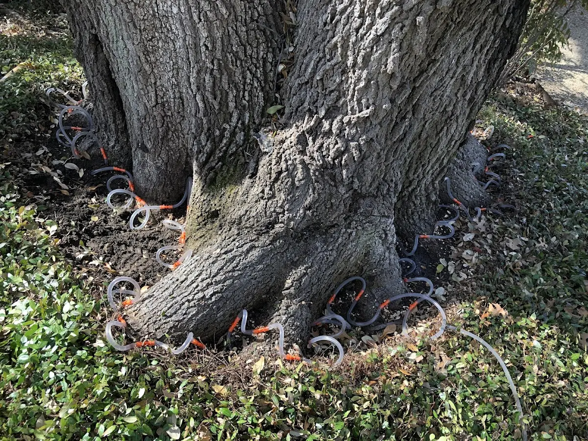 Detailed Tree Cabling and Bracing job site in Tres Piedras