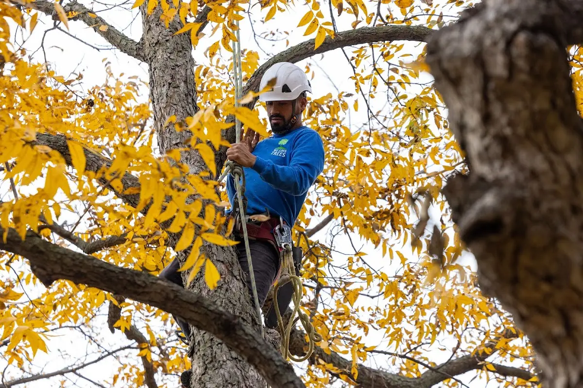 Skilled Tree Planing crew working in Tres Piedras