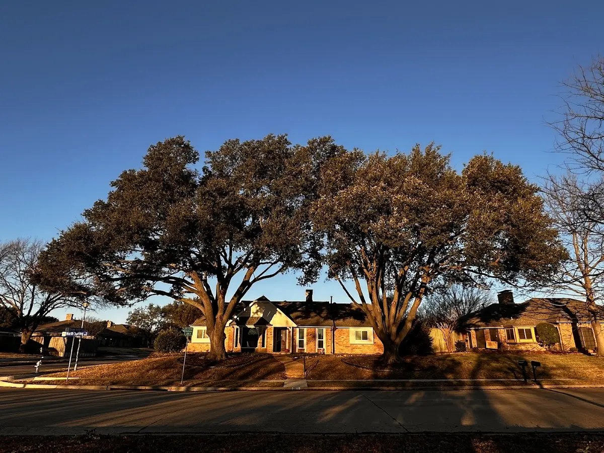 Established residential canopy tree shading a home in Tres Piedras